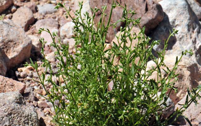Pectocarya recurvata, Curvenut Combseed, Southwest Desert Flora